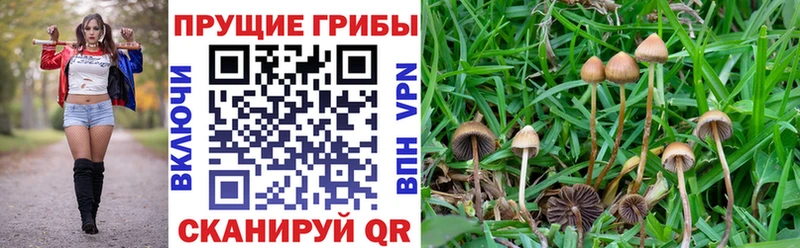 наркошоп  Змеиногорск  Галлюциногенные грибы мицелий 
